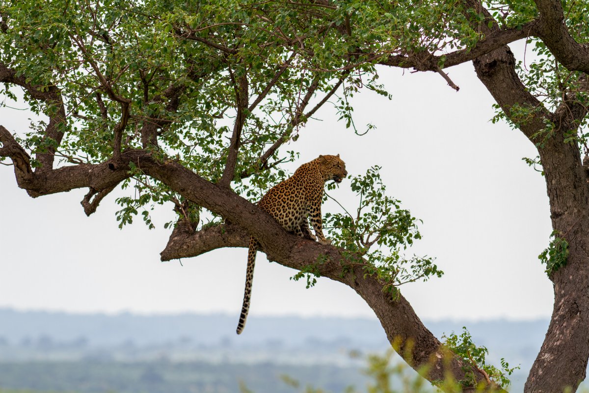 Limpopo