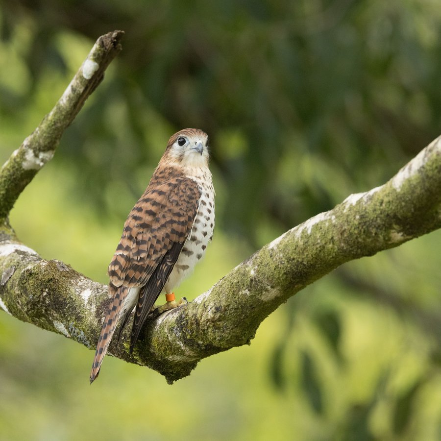 Mauritius Kestrel
