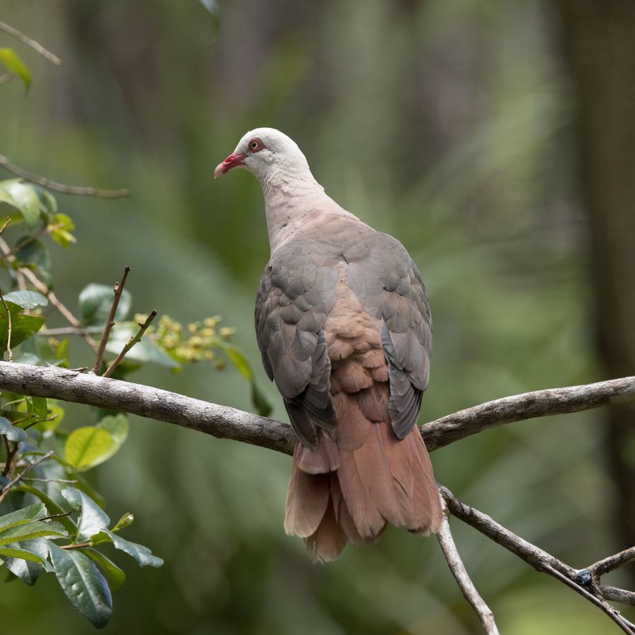 Pink Pigeon