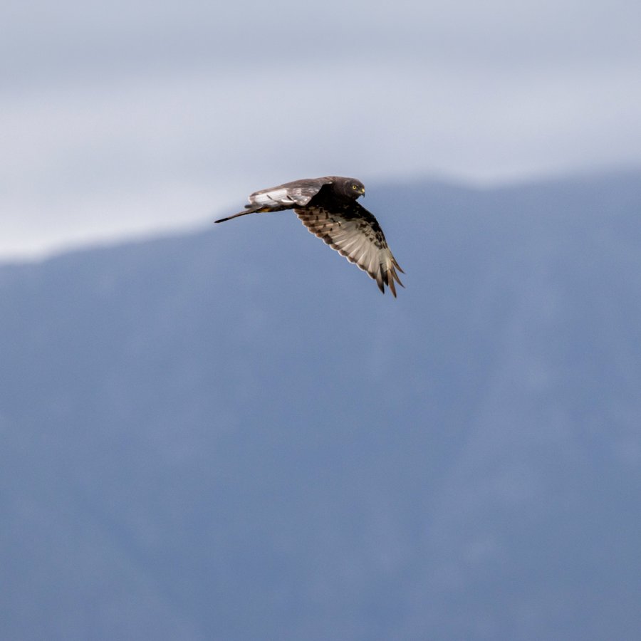 Black Harrier