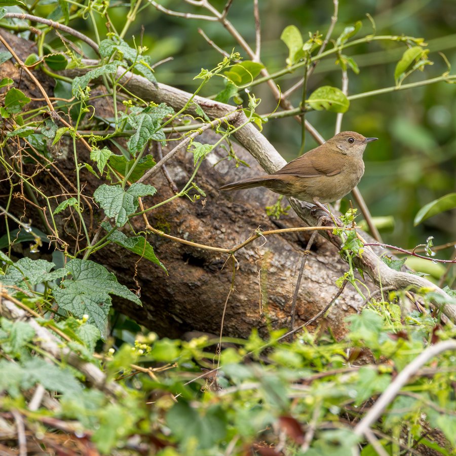 Knysna Warbler