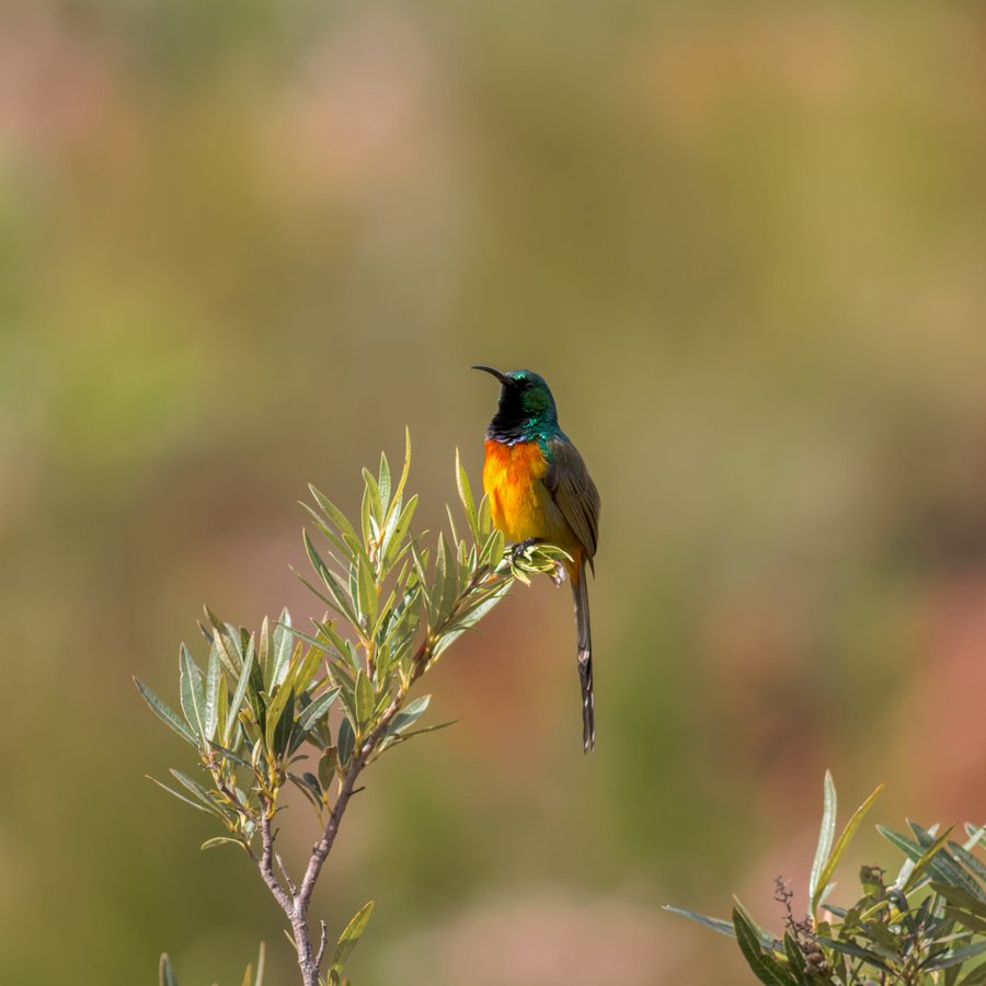 Orange-breasted Sunbird