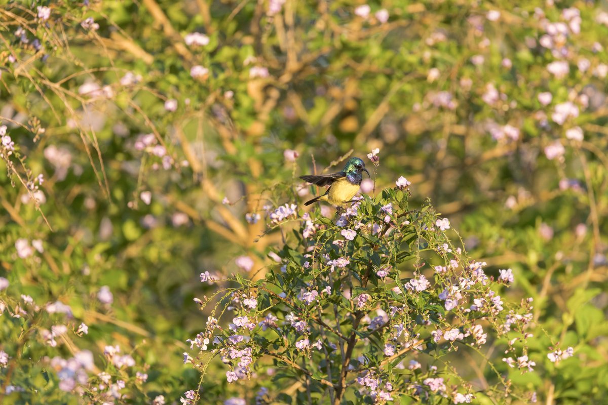 zimbabwe 16