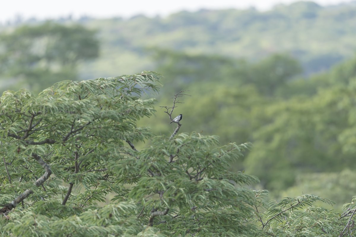 zimbabwe 19